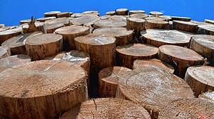4066 Festmeter Holz wurden im Jahr 2023 im Häuserner Gemeindewald geerntet. Unterm Strich steht ein Gewinn von fast 100.000&nbsp;Euro. ...