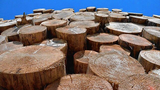 4066 Festmeter Holz wurden im Jahr 2023 im Häuserner Gemeindewald geerntet. Unterm Strich steht ein Gewinn von fast 100.000&nbsp;Euro. ...