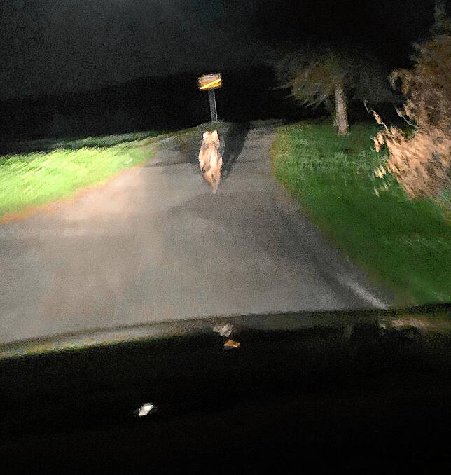 Der mutmaßliche Wolf läuft nun ortsauswärts.
