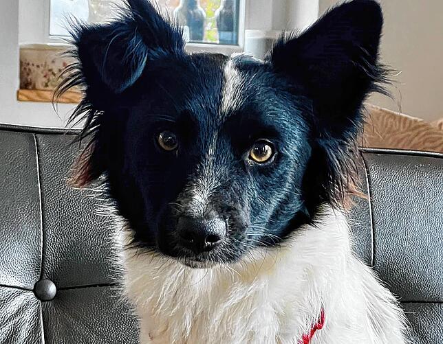 Auch für Hund Prinz wird ein neues Herrchen gesucht. Er ist ein Jahr und vier Monate alt. Auf der Website der Hundefreunde Rumänien sind ...