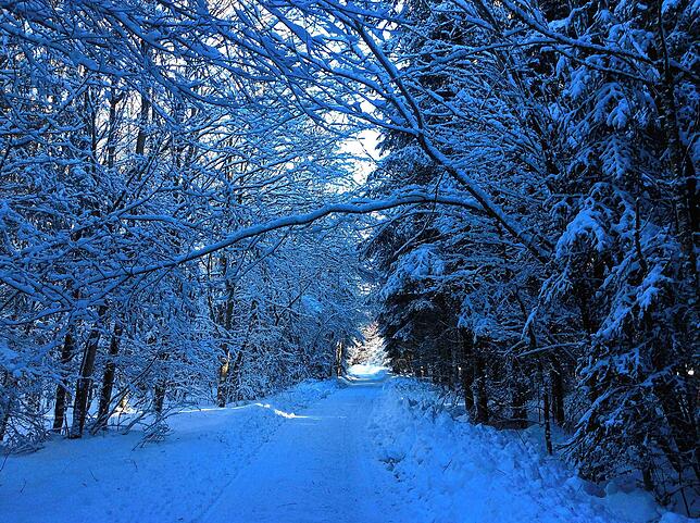 Die Bäume stehen am winterlich verschneiten Triberg bei Bräulingen Spalier.