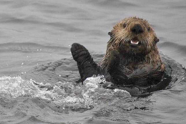 Bild 6: Die schönsten Tierfotos aus Alaska und British Columbia