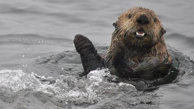 Bild : Die schönsten Tierfotos aus Alaska und British Columbia