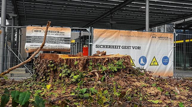 Trauer um die gefällten Bäume am Telekomhochhaus: Die Eingriffe am Grün haben Debatten im Technischen Ausschuss nach sich gezogen.