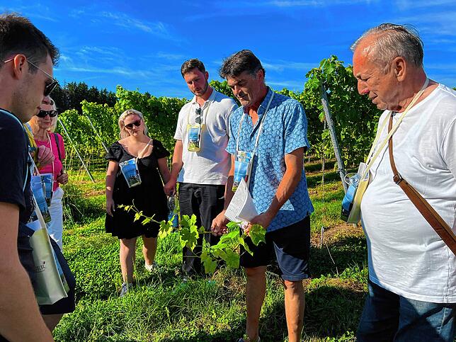 Hubert Gutemann zeigt bei einer Rebwanderung im August den Teilnehmern die verschiedenen Rebensorten