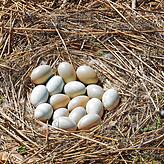 16 Eier im Nest.