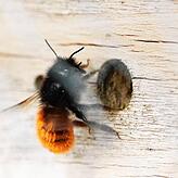 Eine Wildbiene am Insektenhotel des Winzervereins Hagnau.