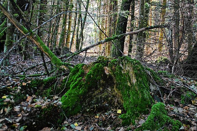 An diesem Stück Wald erklärt Mäntele, dass die Bäume zu dicht stehen.