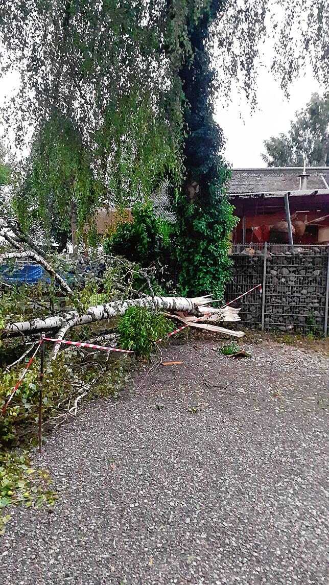 Bild 11: Umgestürzte Bäume sorgen für viel Arbeit für alle: Die Bilder nach dem Unwetter aus Radolfzell