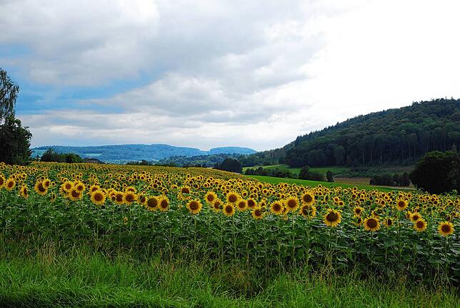 Ein Sonnenblumenfeld bei Grießen.
