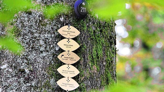 Namens-Plaketten lassen erkennen, wer um den jeweiligen Baum bestattet ist. Diese Aufnahme stammt vom Bestattungswald St. Katharina in ...