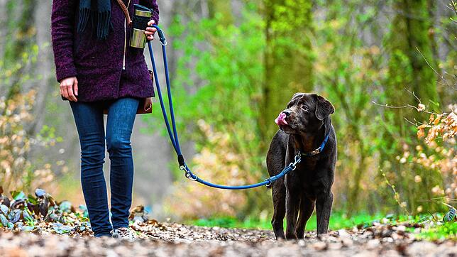Hunde an die Leine: Das soll verhindern, dass Hunde zu Ärgernissen oder gar zur Gefahr werden. Bild: Christophe Gateau/dpa