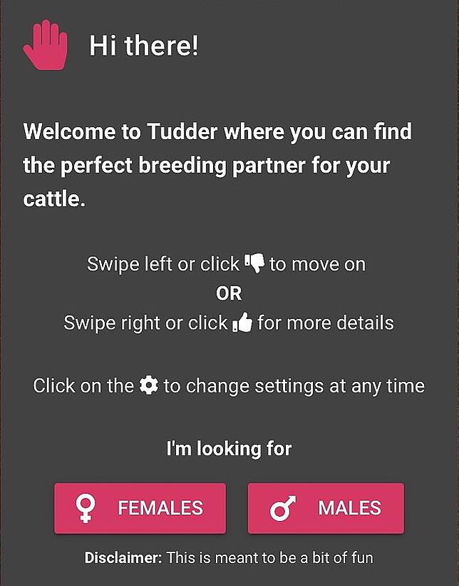 Benutzer der App Tudder können zu Beginn wählen, ob sie Kühe oder Rinder suchen. Dann kann die Suche auch sofort starten.