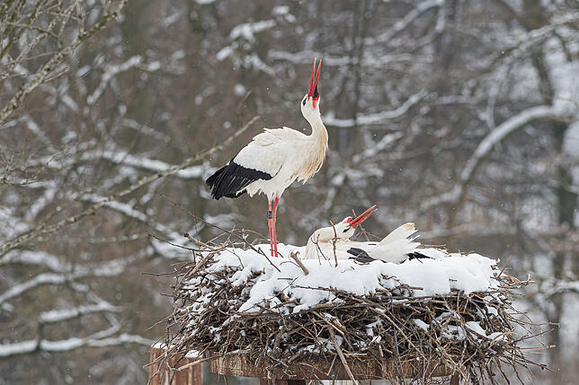 Bild 5: Tierische Frühlingsboten: Die ersten Störche kommen nach Basel zurück