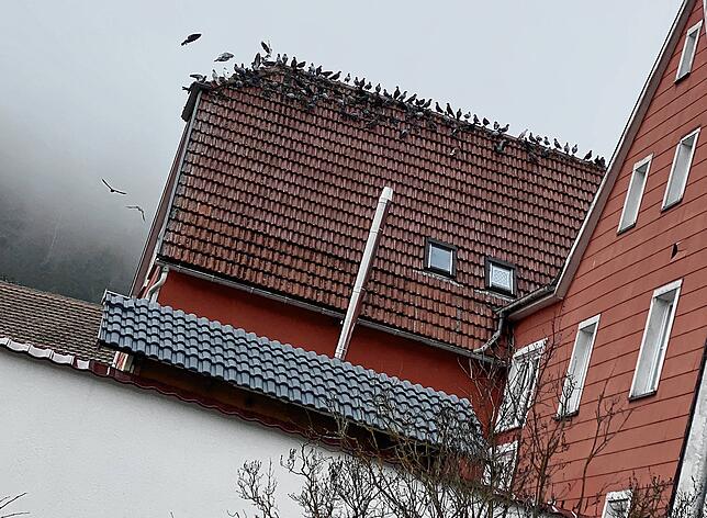 Die Zuchttauben lassen sich auf den Dächern der Gebäude in Zimmern nieder. Aussagen der Bürger zufolge verunreinigen die Tiere die ...
