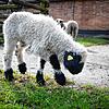 So niedlich sind kleine Walliser Schwarznasenschafe: Im Februar kamen Ayla und Attila im Tierpark Kreuzlingen zur Welt.
