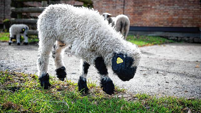 So niedlich sind kleine Walliser Schwarznasenschafe: Im Februar kamen Ayla und Attila im Tierpark Kreuzlingen zur Welt.