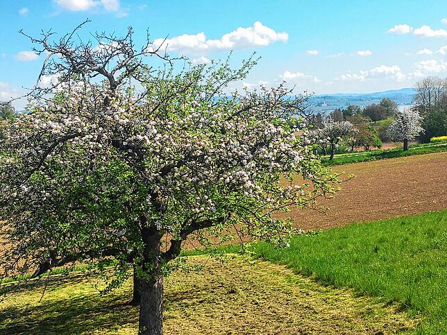 Streuobstwiesen und die Apfelblüte auf dem Höhenrücken des Bodanrücks in voller Pracht.