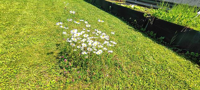 Auf jeden Fall ein Hingucker: Wer sich nicht von seinem eintönig grünen Rasen trennen möchte, der kann dennoch etwas für die Insekten ...