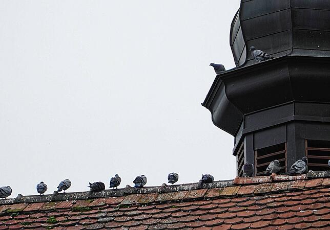 In Tengen soll der Einsatz von Wanderfalken helfen, die Tauben zu vergrämen.