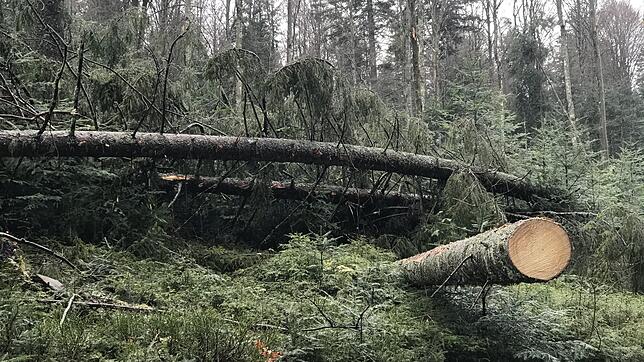 Gravierende Schäden im Stadtwald verzeichnet das Forstamt von Villingen-Schwenningen.