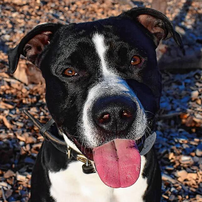 Zeus ist ein Staffordshire-Bullterrier-Mix. Er ist kastriert und wurde am 19. Juni geboren. Zeus gehört laut Polizeiverordnung zu den ...