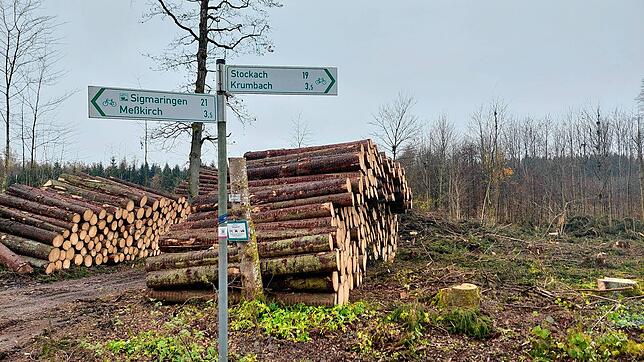Stämme aus dem Stadtwald liegen zum Abtransport bereit. Bilder: Kirsten Johanson