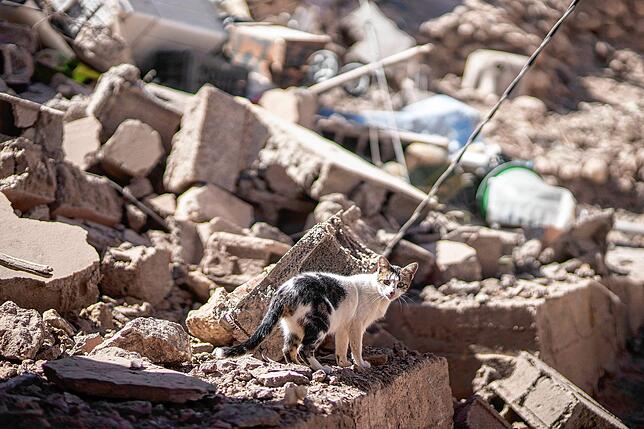 Eine Katze läuft durch die Trümmer nach einem Erdbeben.