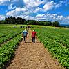 Erdbeeren selbst pflücken, das geht auf dem Erbeerfeld bei Herdenen.