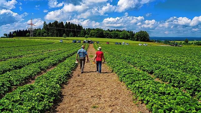 Erdbeeren selbst pflücken, das geht auf dem Erbeerfeld bei Herdenen.