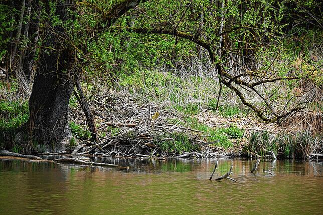 Die Gehölzsammlung am Ufer ist der Eingang in die Biberburg. Der Eingang ist unter Wasser, doch der Wohnraum ist trocken.