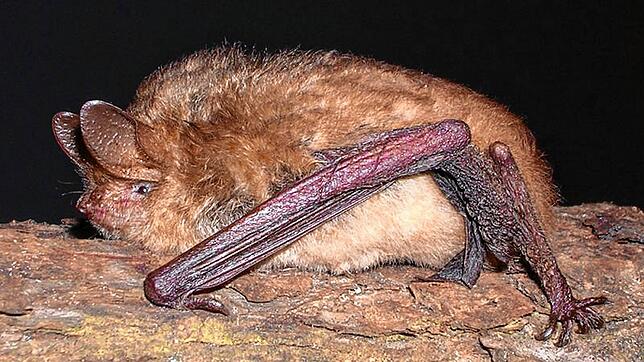 Die geschützte Wimperfledermaus hat sich den Hasler Bauhof als Sommerquartier ausgesucht. Nun dürfte das Gebäude vorm Abriss geschützt sein.