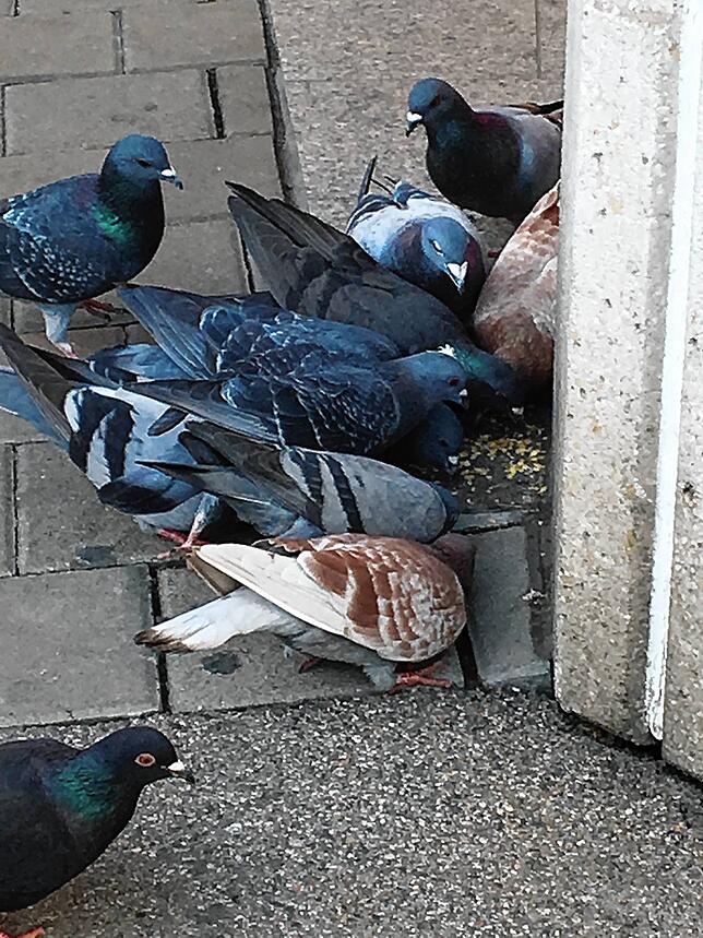 Wenig erfreulich ist der Anblick dieser Tauben, die in der Singener Innenstadt von Unbekannten gefüttert werden.