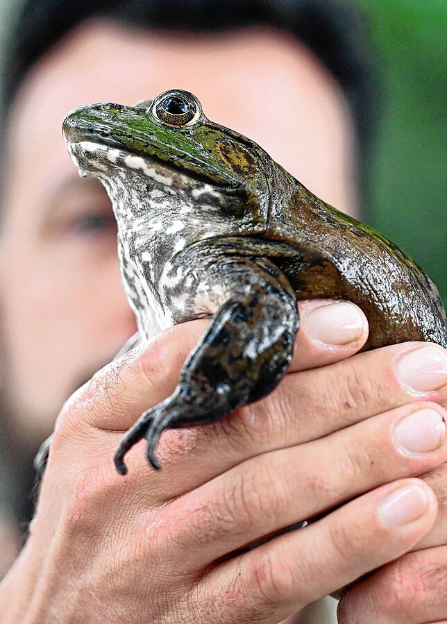 Der Nordamerikanische Ochsenfrosch wird bis zu 25 Zentimeter groß.