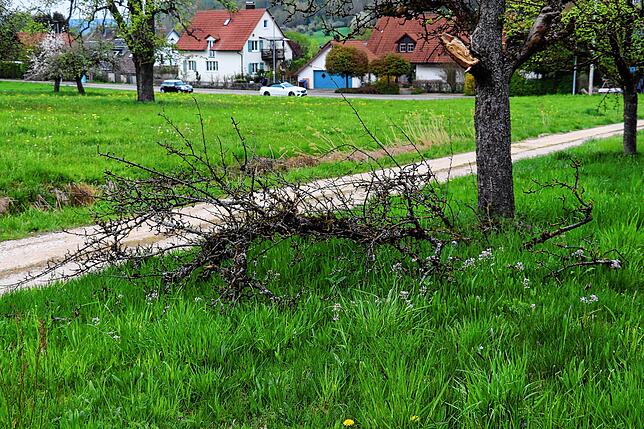 Bild 11: Streit um das Freiwiesle: So sieht die Streuobstwiese aktuell aus