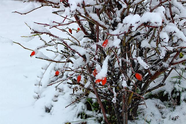 Bild 32: Schnee wohin das Auge reicht! So sieht es gerade im Raum Stockach aus