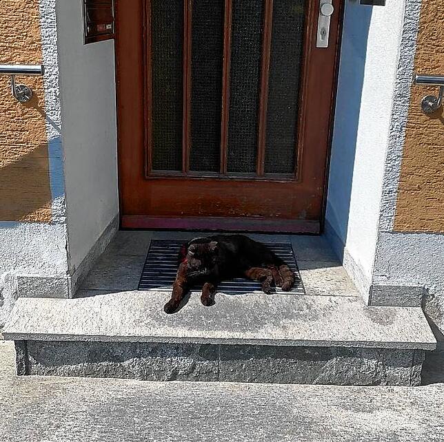 Kater Zderzak hat es sich oft im Hauseingang der Familie gemütlich gemacht.