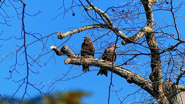 Die Schwarzmilane sind wieder da und wollen auf dem Büdingen-Gelände brüten.