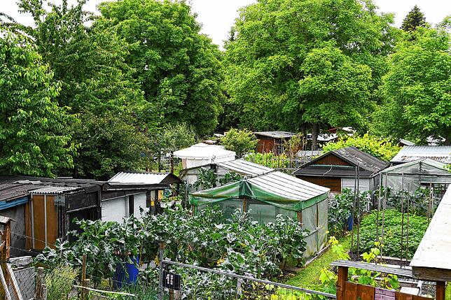 Blick auf die Kleingartenanlage Knöpfleswies in der Singener Nordstadt (Archivbild vom Juni 2022).