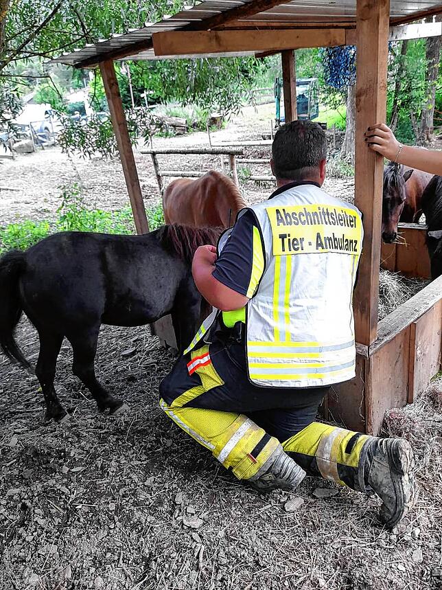 Nicht nur Hunde und Katzen, auch Tiere wie Ponys brauchen Hilfe.