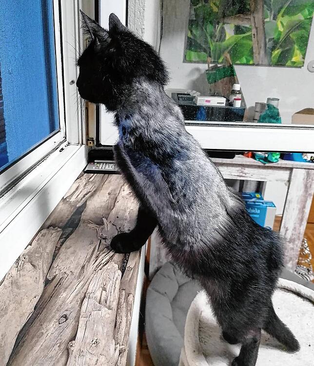 Kurz nach der Operation, bei dem Kater Kilian ein Bein samt Schultergelenk amputiert werden musste, ist er wieder ein munterer und ...