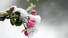Schnee liegt auf den Blüten eines Apfelbaums. Über Nacht hat es geschneit. Weiterer Schneefall ist vorausgesagt. Viele Blüten in ...