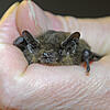 Die Rauhautfledermaus Bild: dpa