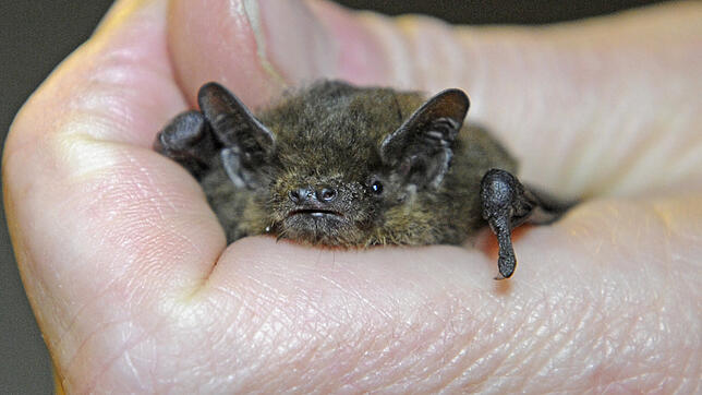 Die Rauhautfledermaus Bild: dpa