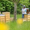 Auch Porsche hat auf firmeneigenem Gelände Honigbienen angesiedelt.