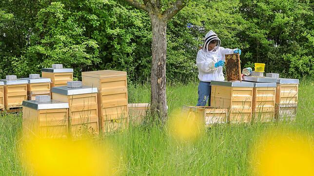 Auch Porsche hat auf firmeneigenem Gelände Honigbienen angesiedelt.