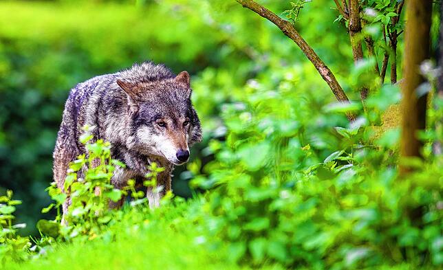 Symbolbild: Ein Wolf läuft durch sein Gehege im Tierpark Hellabrunn in München (Bayern).