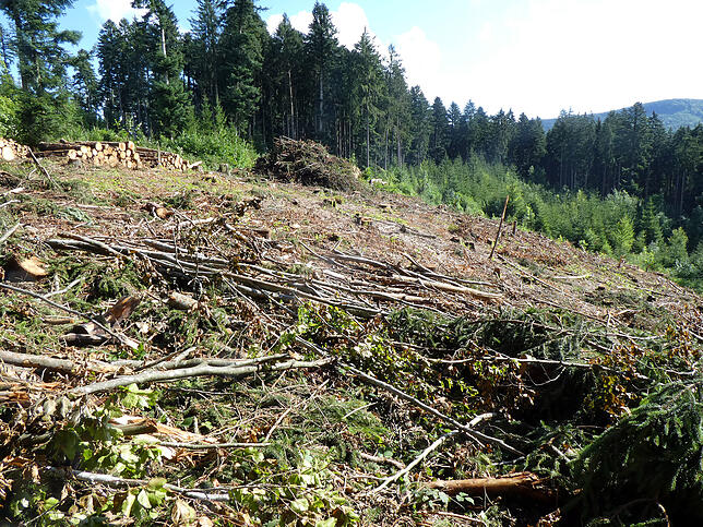 Auf dieser Freifläche im Hochwald bei Fützen stand früher dichter Wald, bis der Borkenkäfer kam.