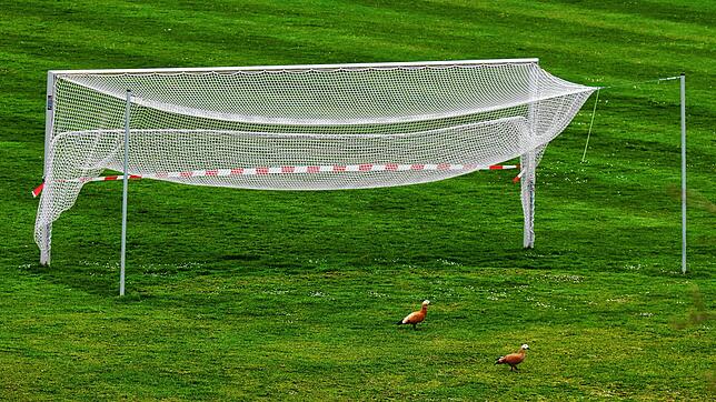 Wegen der Corona-Krise waren die Fußballplätze der Amateurvereine zuletzt wie leergefegt: Zwei Rostgänse gehen auf dem gesperrten Rasen ...