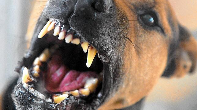 Ein Hund bellt und fletscht auf diesem Symbolbild die Zähne. In Donaueschingen wurde ein 54-Jähriger am Sonntagabend gebissen. Die ...